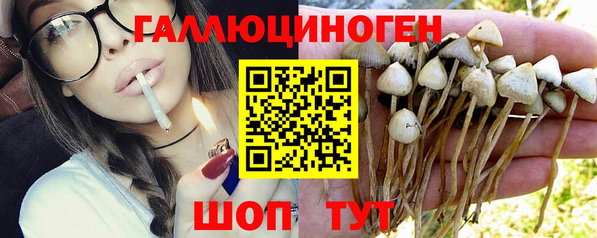 Галлюциногенные грибы Psilocybine cubensis Рассказово